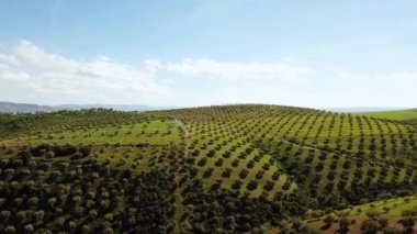 Zeytin alanlarında havadan görünümü Fas
