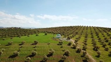 Zeytin alanlarında havadan görünümü Fas