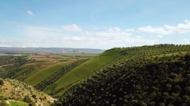 Zeytin alanlarında havadan görünümü Fas