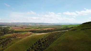 Zeytin alanlarında havadan görünümü Fas