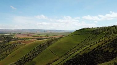 Zeytin alanlarında havadan görünümü Fas