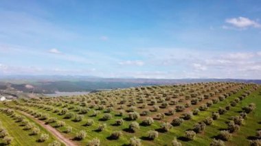 Zeytin alanlarında havadan görünümü Fas