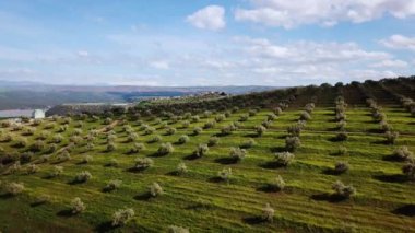 Zeytin alanlarında havadan görünümü Fas