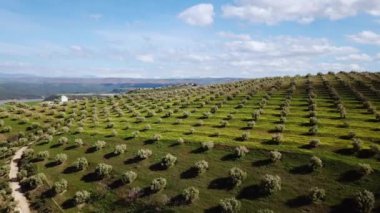 Zeytin alanlarında havadan görünümü Fas