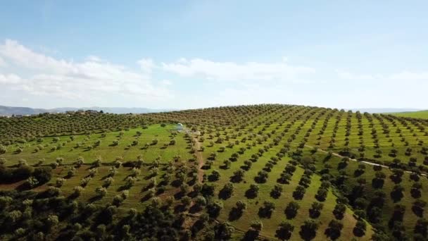 Zeytin Alanlarında Havadan Görünümü Fas — Stok video