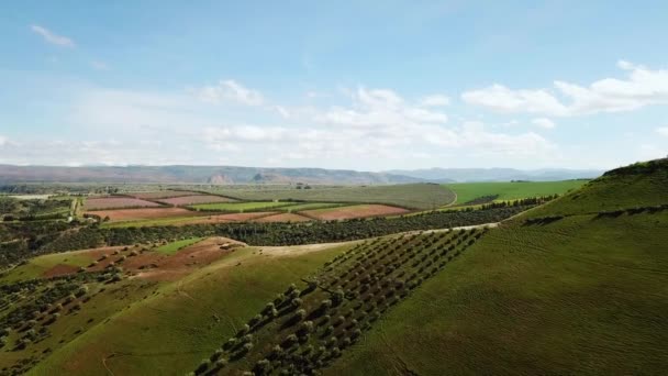 Olivolja Fält Marocko Flygfoto — Stockvideo
