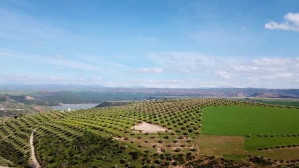 空撮でモロッコのオリーブ畑 — ストック動画