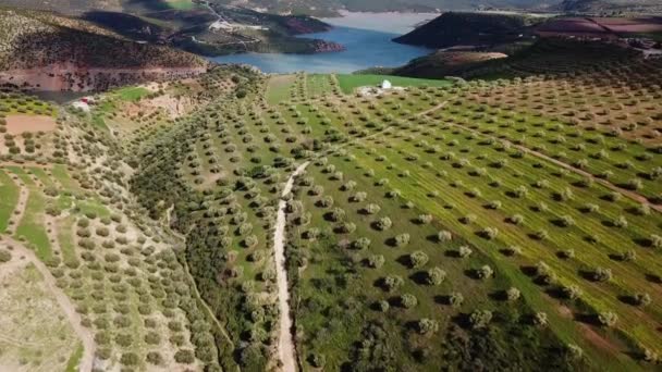 Olivenfelder Marokko Aus Der Luft — Stockvideo