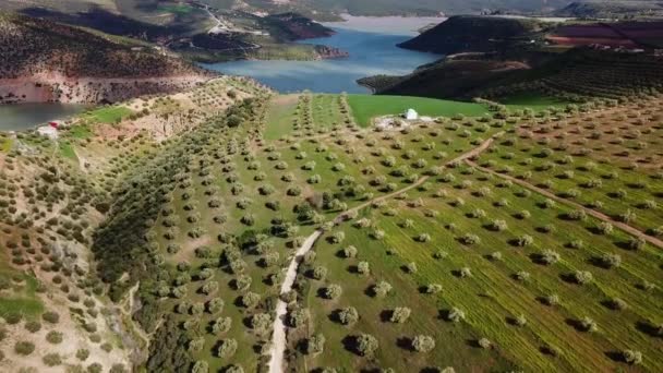 空撮でモロッコのオリーブ畑 — ストック動画