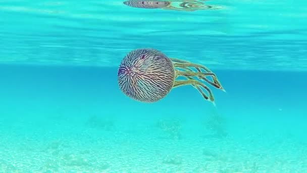 Медуза Плывет Лагуне Таити Полинезия — стоковое видео