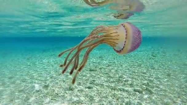 Una Hermosa Medusa Flotando Través Laguna Polinesia Tahití — Vídeos de Stock