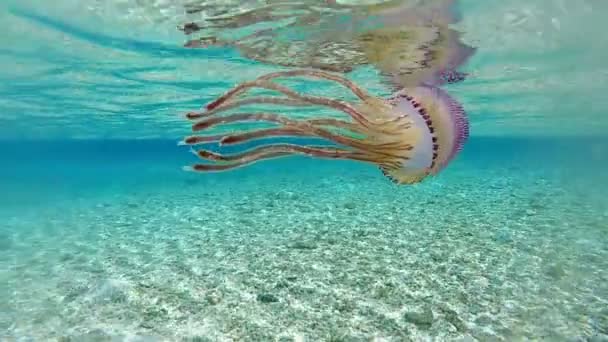 Una Hermosa Medusa Flotando Través Laguna Polinesia Tahití — Vídeos de Stock