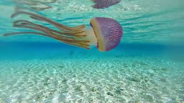 Vacker Medusa Flyta Genom Lagunen Tahiti Polynesien — Stockvideo