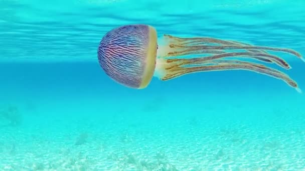 Krásná Medusa Plavat Skrz Lagunu Polynésie Tahiti — Stock video