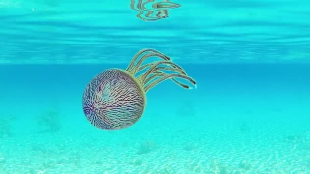 Una Bella Medusa Galleggiare Attraverso Laguna Tahiti Polinesia — Video Stock