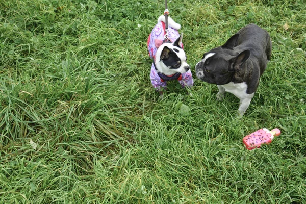 Höst Promenad Med Hundar Chihuahua Och Fransk Bulldogg Parken Hundar — Stockfoto