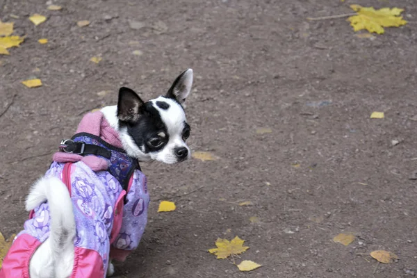 Hösten Chihuahua Hund Promenad Parken Hunden Tittar Något Bakom Honom — Stockfoto