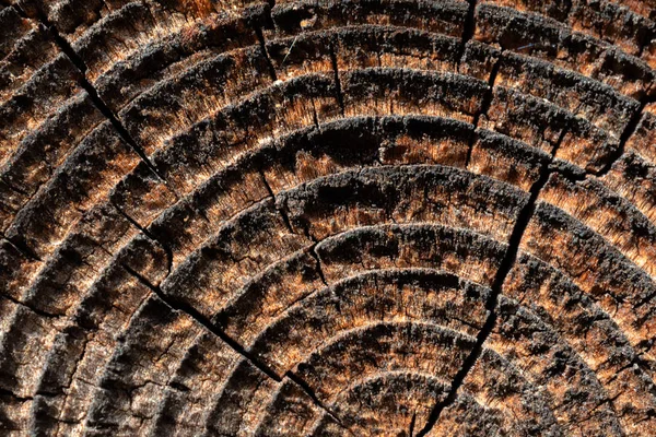 Wood Circle Texture Slice Background — Stock Photo, Image