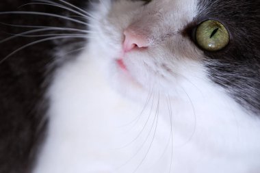 Yeşil gözlü bir kedi köpek ağızlığı yarısı portresi siyah bir arka plan üzerinde Kapat.