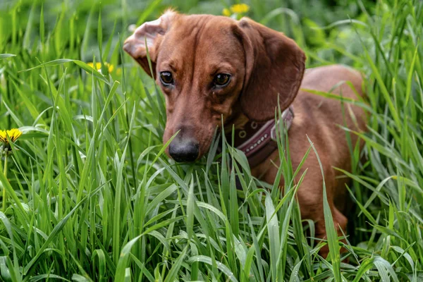 Rödhåriga Tax Närbild Grönt Gräs Med Maskrosor — Stockfoto