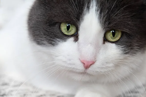 Portrait of a cat with green eyes, mustache closeup.