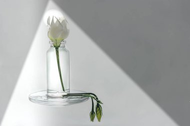 Gül çiçek ve su küçük bir şişe standları tomurcukları yalan yanında Solana.