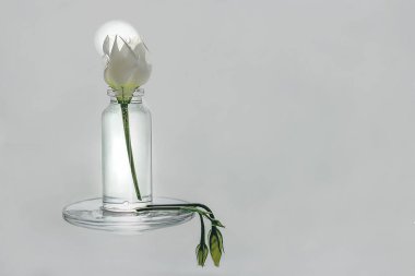 Gül çiçek ve su küçük bir şişe standları tomurcukları yalan yanında Solana.