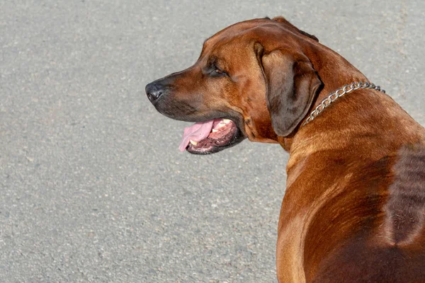 RHODESIAN RIDGEBACK looks attentively into the distance with his mouth open. — Stock Photo, Image