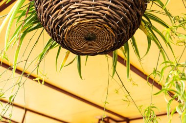 Kafe veranda dekor dokuma söğüt dalları sepetleri ile chlorophytum bir çiçek olduğunu