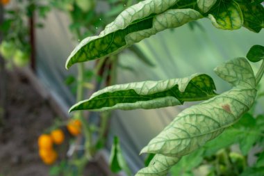 View of the twisted leaves of tomatoes growing in the greenhouse. clipart