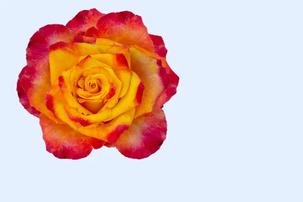 Ros Blomma Isolatet Gul Orange Röd Färgpalett — Stockfoto