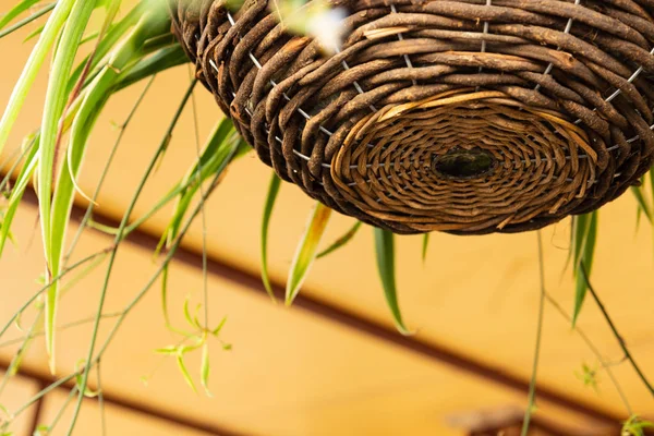 Uma Cesta Tecida Ramos Salgueiro Pende Com Uma Flor Clorofito — Fotografia de Stock