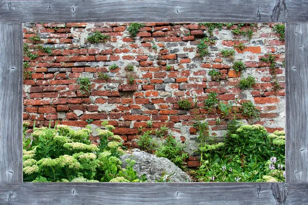 Вид на старую кирпичную стену с зелеными растениями и горку в деревянной раме . — стоковое фото