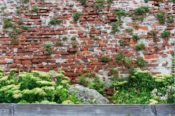 View of the old brick wall with green plants and an alpine slide, which is decorated with an old wooden plank. — Stock Photo, Image