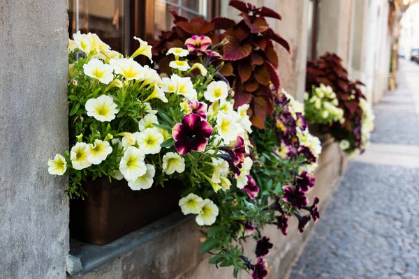 Vue sur la rue et la maison, sur la fenêtre de laquelle il y a des boîtes de fleurs de pétunia . — Photo