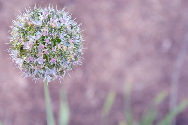 Allium top şeklinde çiçek leylak arka plan üzerinde kök üzerinde