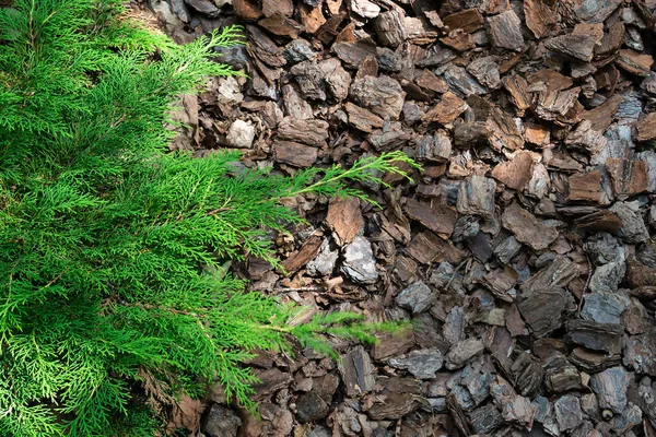 Pacciamatura Biologica Corteccia Alpina — Foto Stock