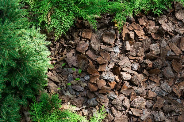 Colline Alpine Conifères Arbustes Est Paillé Avec Écorce — Photo