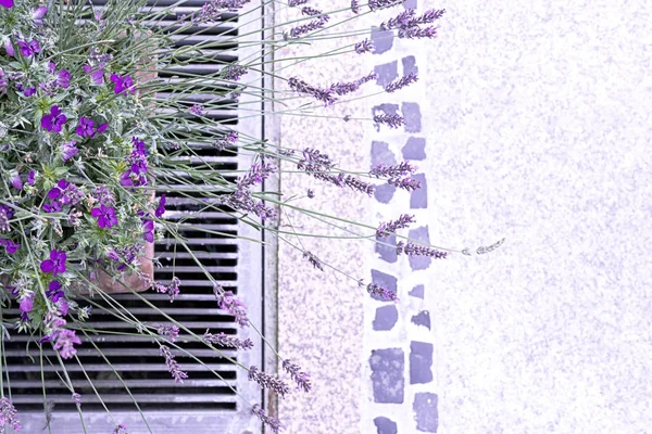 Vista Superior Una Maceta Cerámica Con Violetas Lavanda Acera —  Fotos de Stock