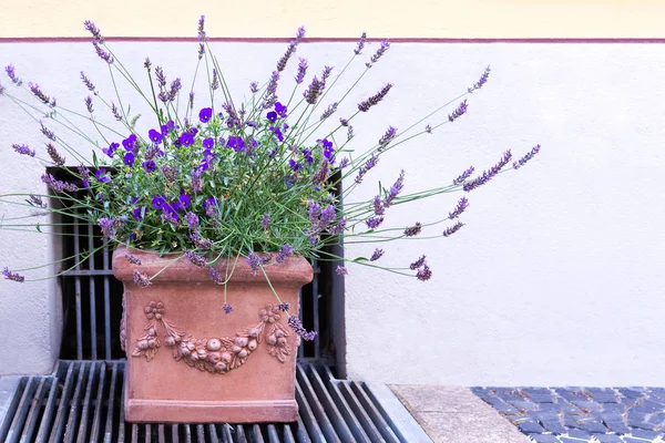 Pote Cerâmica Com Estuque Bonito Com Violetas Lavanda Fica Calçada — Fotografia de Stock