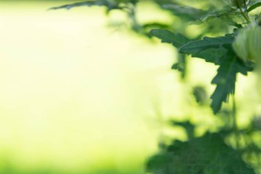 Çiçek tomurcuk ile sarı arka plan bulanık bırakır