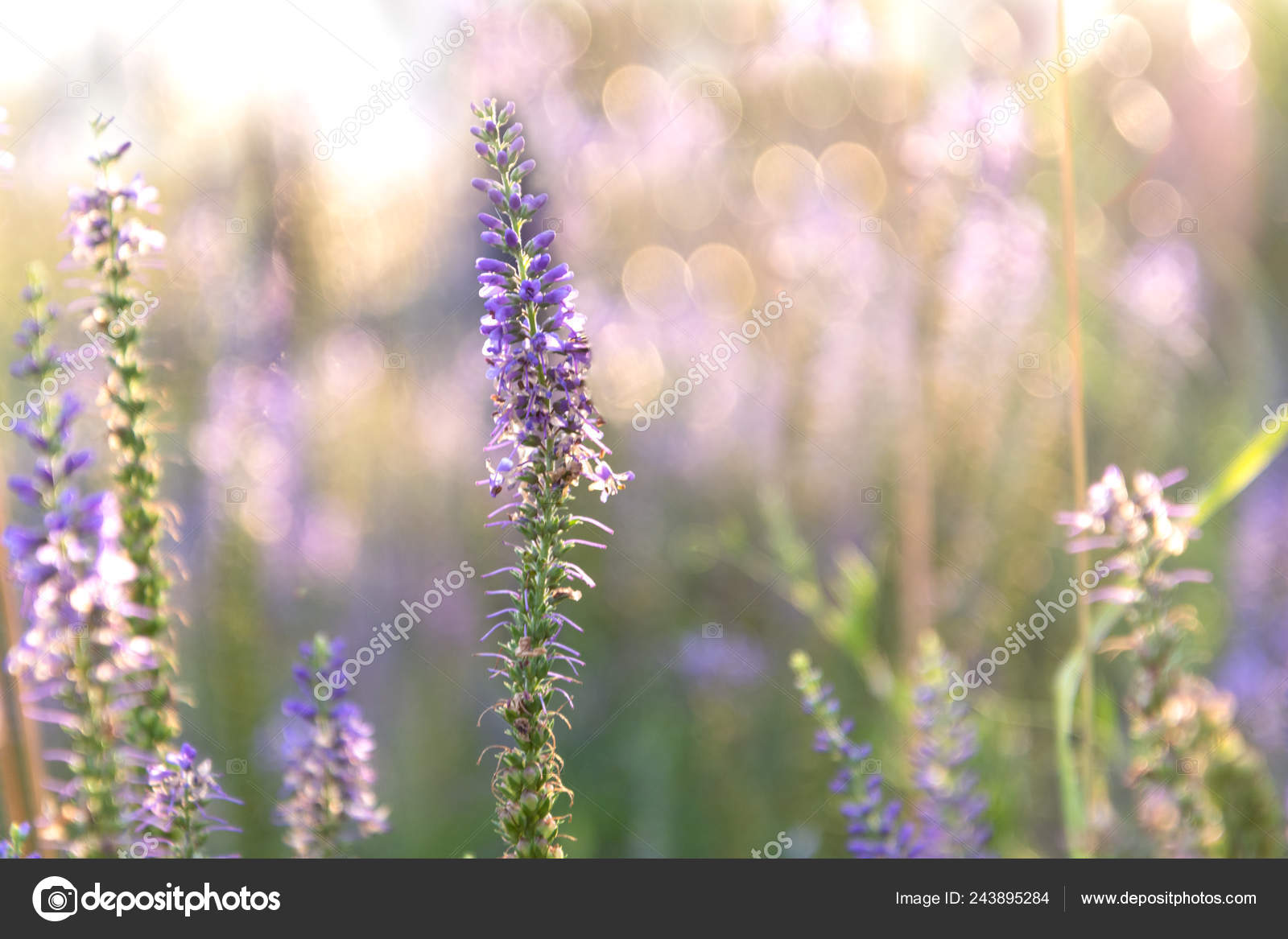维罗妮卡花的sprig 与丁香花在背景与bokeh 图库照片 C Chetgal 维罗妮卡花的sprig 与丁香花在背景与bokeh 图库照片 C Chetgal