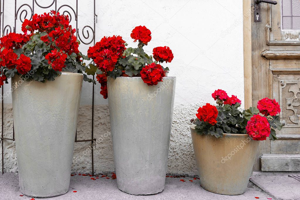 High ceramic pots with red geraniums stand near the front door to the house.