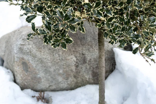 Euonymus japonez pe trunchi pe fundalul unei pietre mari și zăpadă . — Fotografie, imagine de stoc