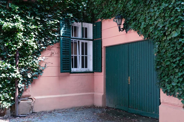 Yabani üzüm ile kaplıdır pembe evde görünümünü.