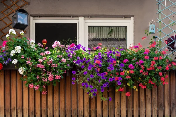 Widok z balkonu, ozdobione wielobarwny piękne pelargonie. — Zdjęcie stockowe