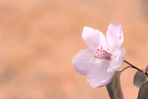 View of the flower of the apple tree on a peach background. — Stock Image View of the flower of the apple tree on a peach background. Stock Photo