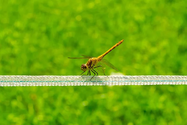 Dragonfly κάθεται σε έναν ηλεκτρικό φράκτη στο φόντο του ένα πράσινο λιβάδι. — Φωτογραφία Αρχείου