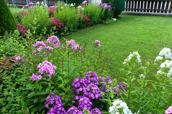 Bakımlı çim ve çiçek yatak ile phlox ve thujas görünümünü.