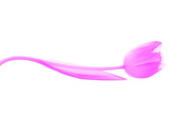 Ayrı tutma tek renkli Pembe Lale kök hangi dalga tarafından bükülmüş.